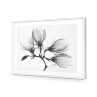 Magnolia Blossoms