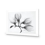 Magnolia Blossoms