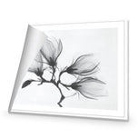 Magnolia Blossoms