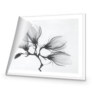 Magnolia Blossoms