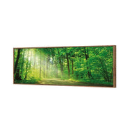 Sunlit Path