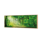 Sunlit Path