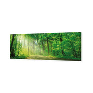 Sunlit Path