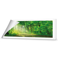 Sunlit Path