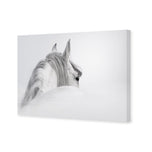 Andalusian Horse in the Mist