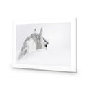 Andalusian Horse in the Mist