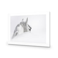 Andalusian Horse in the Mist