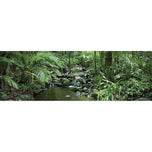 Mossman River In Daintree Rainforest