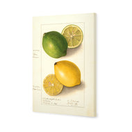 Watercolour Green Lemon and Ripe Lemon