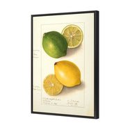 Watercolour Green Lemon and Ripe Lemon