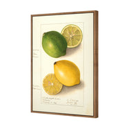 Watercolour Green Lemon and Ripe Lemon