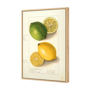 Watercolour Green Lemon and Ripe Lemon