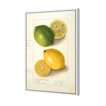 Watercolour Green Lemon and Ripe Lemon