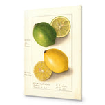 Watercolour Green Lemon and Ripe Lemon