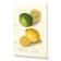 Watercolour Green Lemon and Ripe Lemon