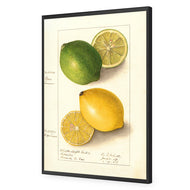 Watercolour Green Lemon and Ripe Lemon