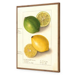 Watercolour Green Lemon and Ripe Lemon