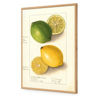 Watercolour Green Lemon and Ripe Lemon