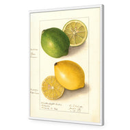 Watercolour Green Lemon and Ripe Lemon