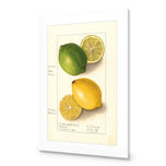 Watercolour Green Lemon and Ripe Lemon