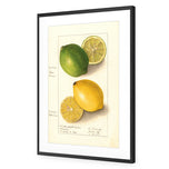 Watercolour Green Lemon and Ripe Lemon
