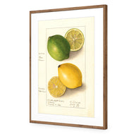 Watercolour Green Lemon and Ripe Lemon