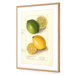 Watercolour Green Lemon and Ripe Lemon
