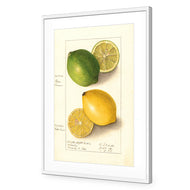 Watercolour Green Lemon and Ripe Lemon