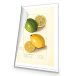 Watercolour Green Lemon and Ripe Lemon