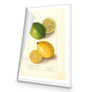 Watercolour Green Lemon and Ripe Lemon