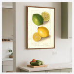 Watercolour Green Lemon and Ripe Lemon