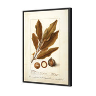Watercolour Macadamia