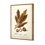 Watercolour Macadamia