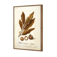 Watercolour Macadamia