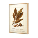 Watercolour Macadamia