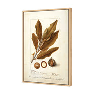 Watercolour Macadamia