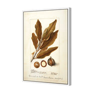 Watercolour Macadamia