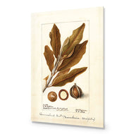 Watercolour Macadamia