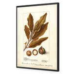 Watercolour Macadamia