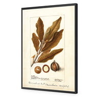 Watercolour Macadamia