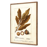 Watercolour Macadamia