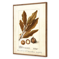 Watercolour Macadamia