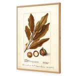 Watercolour Macadamia