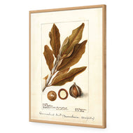 Watercolour Macadamia