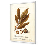 Watercolour Macadamia