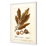 Watercolour Macadamia