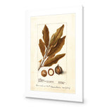Watercolour Macadamia