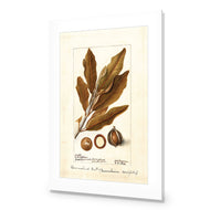 Watercolour Macadamia