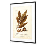 Watercolour Macadamia
