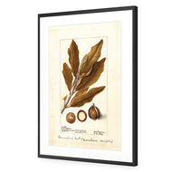 Watercolour Macadamia